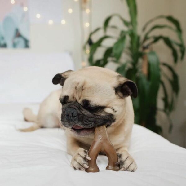Dog chewing toy Benebone - Image 4