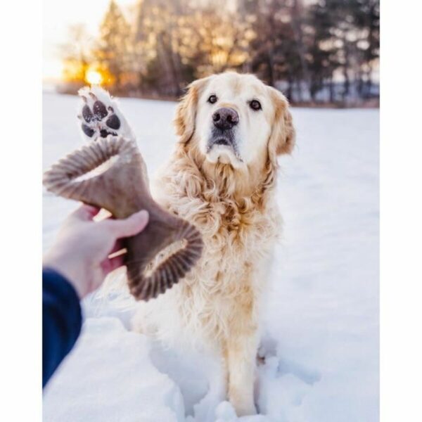 Dog chewing toy Benebone animals - Image 4