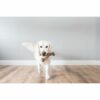 Dog chewing toy Benebone - Image 4