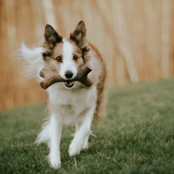 Dog chewing toy Benebone - Image 4