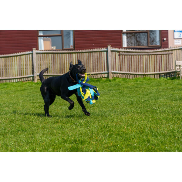 Training toy Coachi TUGGI SPIDER Blue - Image 5