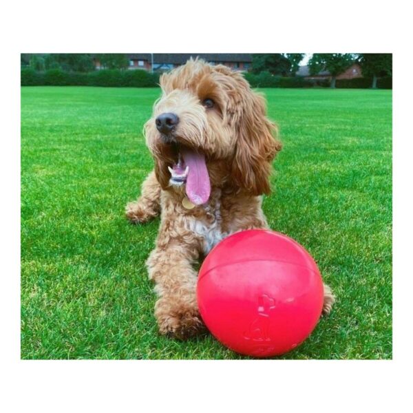 Dog toy Company of Animals Boomer Blue (200mm) - Image 2