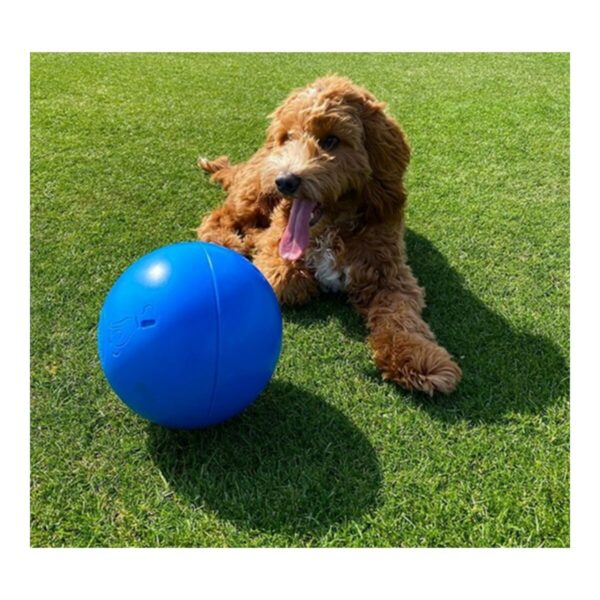 Dog toy Company of Animals Boomer Blue (250mm) - Image 2