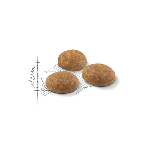 Cat food Royal Canin Active Life Outdoor Adult Birds 4 Kg - Image 2